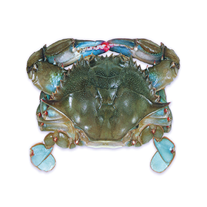 Soft Shell Crab, 1Kg